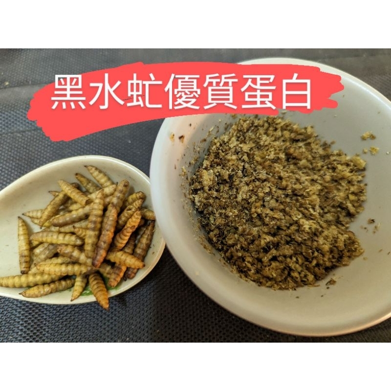 黑水虻蟲乾鳳凰蟲粉 柯爾鴨 鵪鶉 盧丁雞 魚 鼠貓狗爬蟲兩棲零食/優質蛋白/狐獴寵物零食 刺蝟 蜥蜴