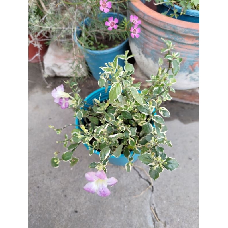 茂豐~斑葉赤道櫻草     五吋盆栽$120/盆