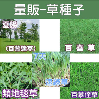 量販-草種子 7天 速綠草種子 夏陽-百慕達草 百喜草 類地毯草 百慕達草狗牙根 植生綠化 水土保持 雜照 花園城堡