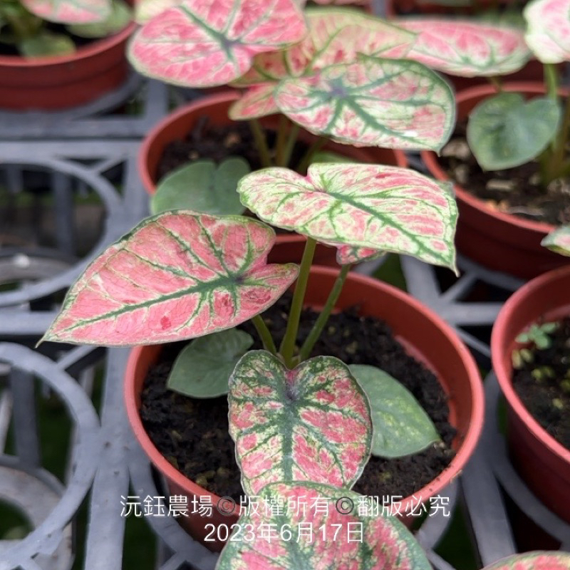 沅鈺農場   觀葉植物   草莓奶昔彩葉芋