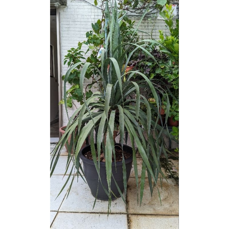 德拉科龍血樹 龍血樹 dracaena draco 觀葉植物 盆栽 珍稀植物 4尺