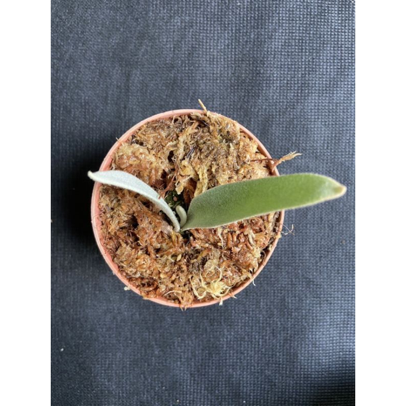 💥P.white Monkey💥白猴鹿角蕨-3吋盆觀葉植物 室內植物 文青小品/療癒蕨品