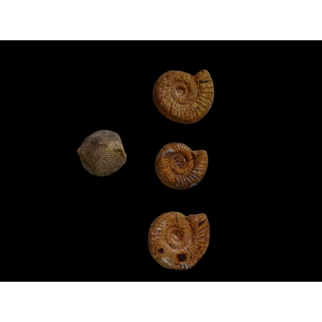 3+1款極品天然馬達加斯加小号巴甫洛夫菊石標本 古生物化石原石擇件 黄海螺