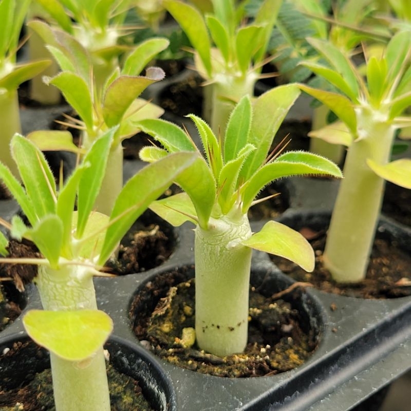 ［鯉魚愛植栽］白馬城 Pachypodium saundersii 多肉植物 質感