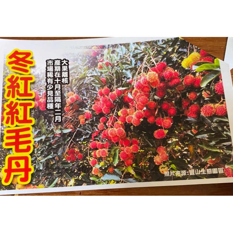 ★綠霖園藝★冬紅紅毛丹 靠接苗 高度70公分  觀賞植物/水果樹苗/新興果樹/果苗/嫁接/植物/盆栽