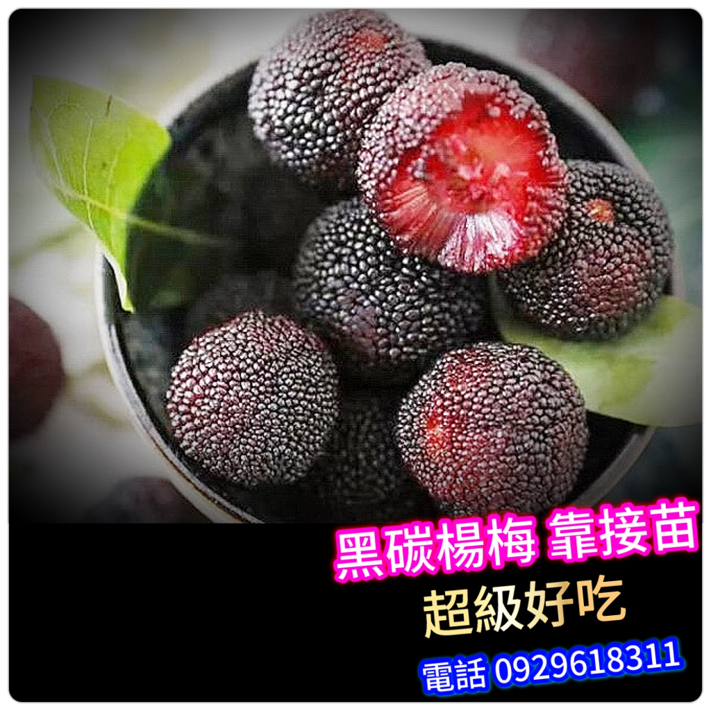 黑碳楊梅盆栽【靠接苗】Myrica rubra樹梅/樹莓 水果苗