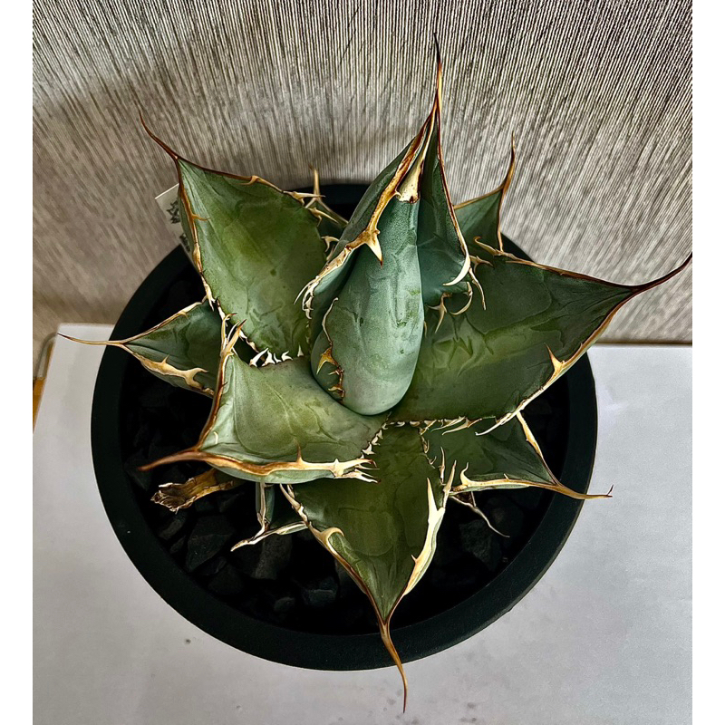 白冰嚴龍 Agave titanata (非拇指 暴牙 白鯨 凱撒 白火焰 立可白 紅貓 犀牛 獲利達 塊根)