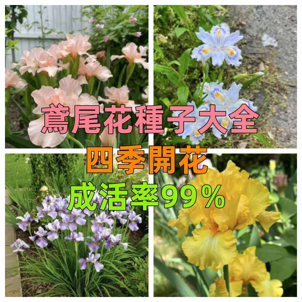 新店大酬客🔥【鳶尾花種子】進口鳶尾花大集合 鳶尾花種子 花菖蒲鳶尾花園庭院 戶外綠植花卉種子 耐寒耐旱易種綠植速發