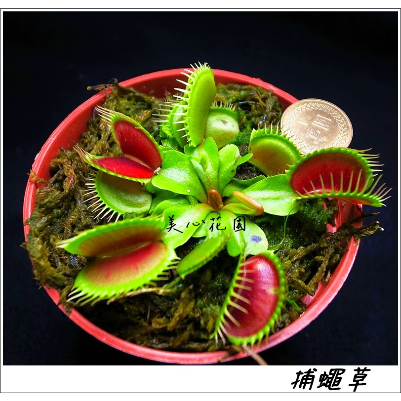 &lt;美心花園&gt; 捕蠅草 Dionaea muscipula  食蟲植物(捕蠅草實體植株)生態缸 毛氈苔 瓶子草  捕蟲蓳