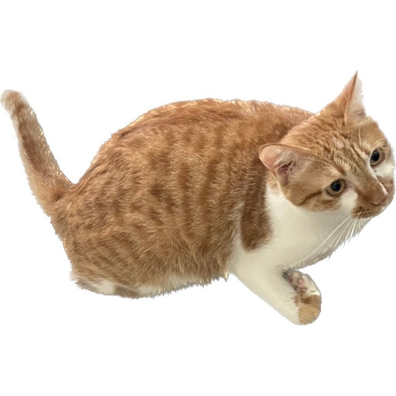 日青的橘貓🔥高清美照 可愛貓咪照片 橘貓小贈品 小禮物