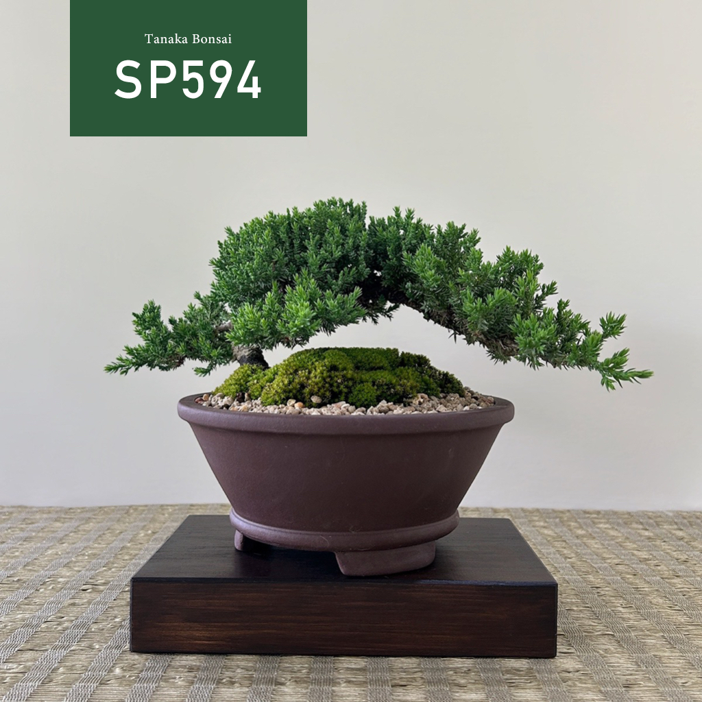 【Tanaka Bonsai】SP594 珍珠柏盆景(不含陳列座、名片架與枯山水套件）｜松柏盆栽