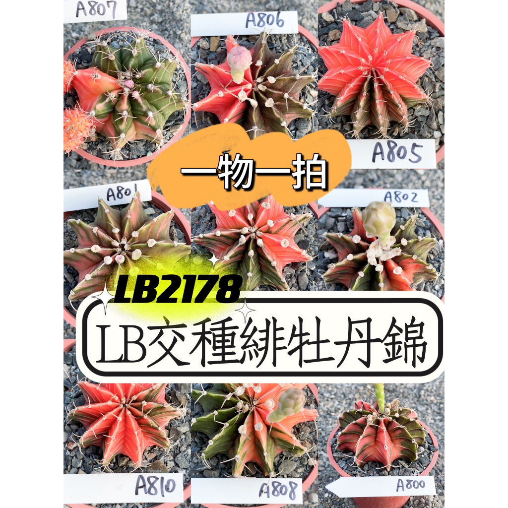 ↠有植感↞ ▮LB交種緋牡丹錦▮一物一拍 LB2178交種錦 緋牡丹 緋牡丹錦 仙人掌 多肉植物 多肉