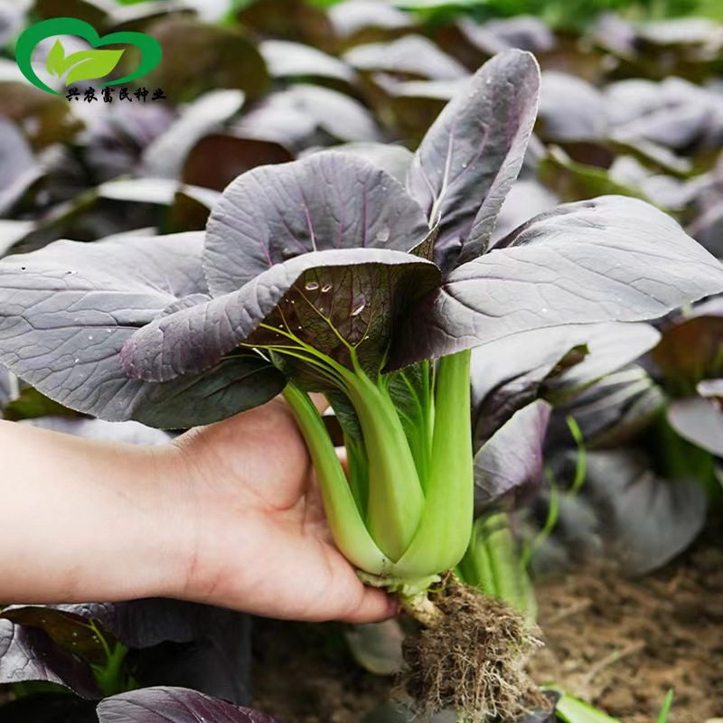 新竹寄出 原廠包裝 百分百發芽  營養紫油菜四季播紫色油菜種子雞毛菜小青菜蔬菜種籽農家小白菜