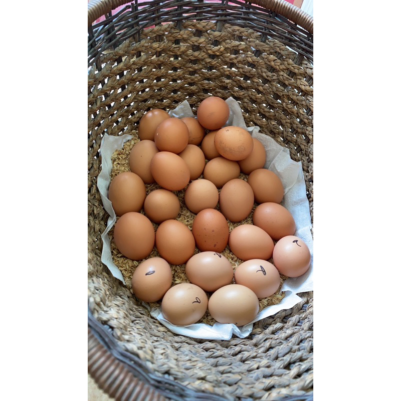 種蛋 海蘭雞 伊莎蛋雞 受精蛋 紅殼 褐殼 蛋雞