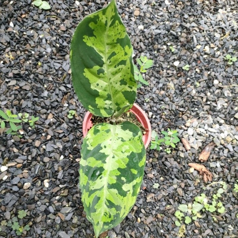 迷彩粗肋草（Aglaonema pictum tricolor）