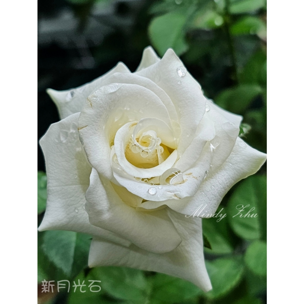 【花簇玫瑰園】 新月光石 , 4吋玫瑰花小苗 , 花苗