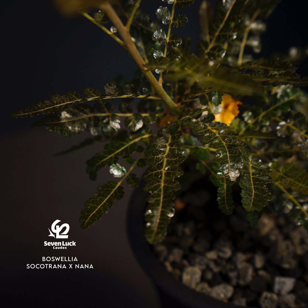 SL's植物園-索娜乳香Boswellia socotrana x nana