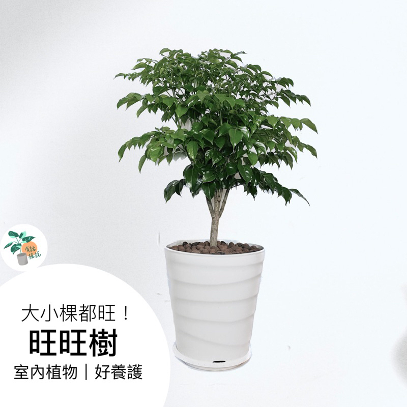 旺旺樹 旺財樹盆栽 室內常綠植物 招財樹 吉祥寓意 送禮 推薦 「有話植說」