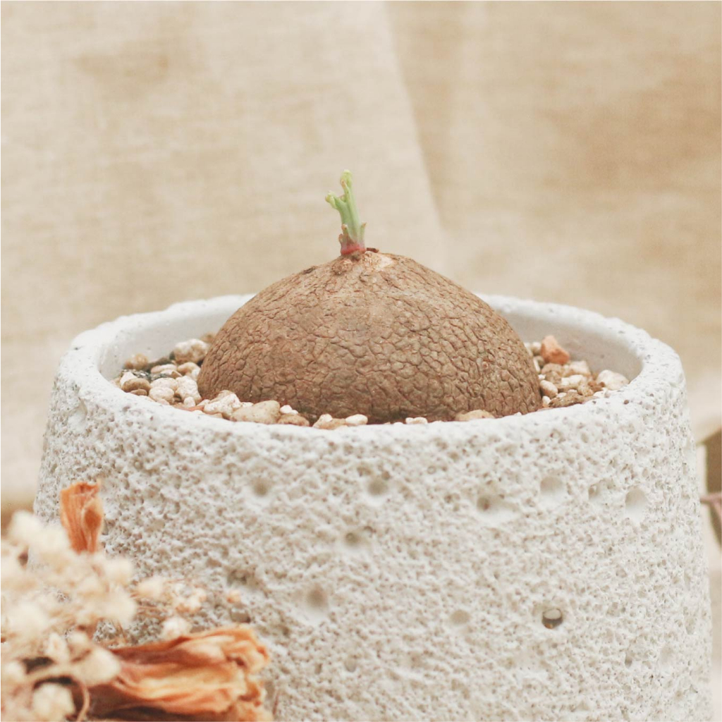 【日和植嶼】圓葉山烏龜(含盆) 塊根植物