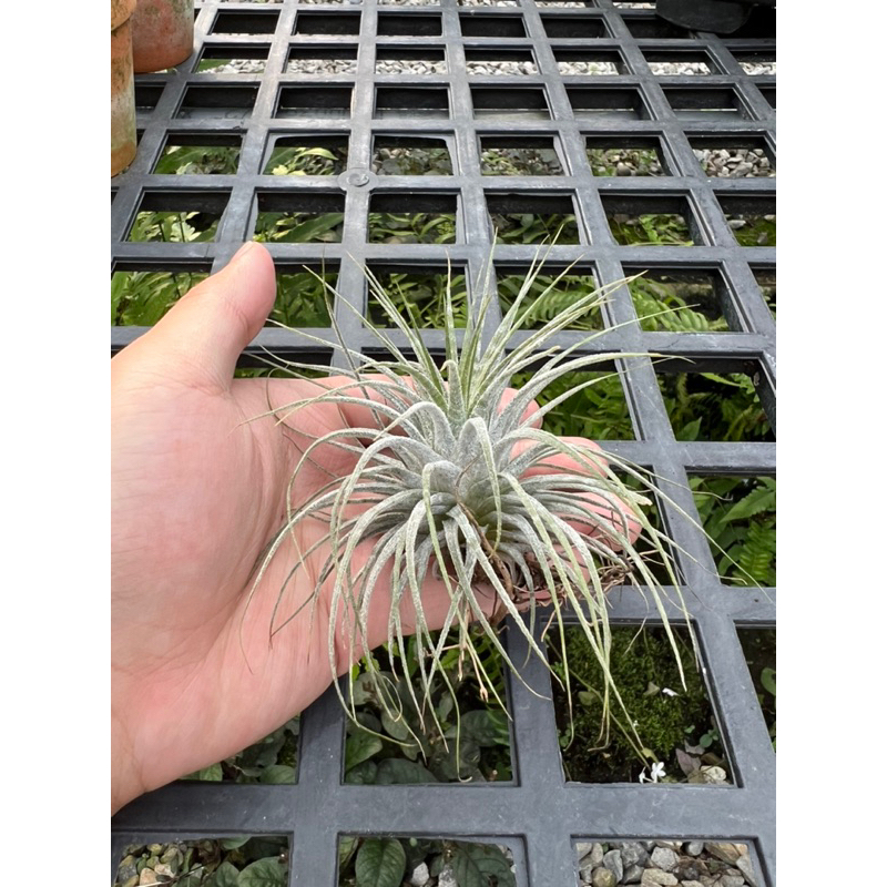 空氣鳳梨-斑馬小精靈 Tillandsia Ionantha 'zebrina' M尺寸