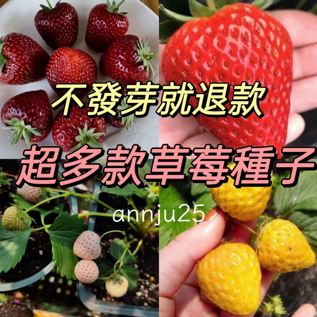 💋農大叔種子 。草莓種子💋🔥超多款 草莓種子 紅顏草莓 奶油草莓 黃心草莓 爬藤草莓 可食用四季開花結果