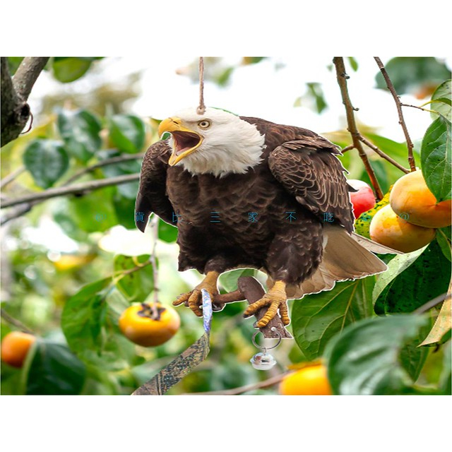 仿真驅鳥鷹 老鷹綵帶 戶外陽臺驅鳥片 庭院嚇鳥 塑膠模擬 閃光螺旋驚鳥 防鳥果園 果園威懾擺件 人道趕鳥器 貓頭鷹警示條