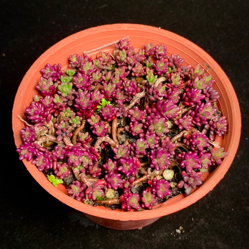 ［狂買園藝］ 多肉植物 紫米飯 🍙來顆紫米飯糰 3寸 景天科