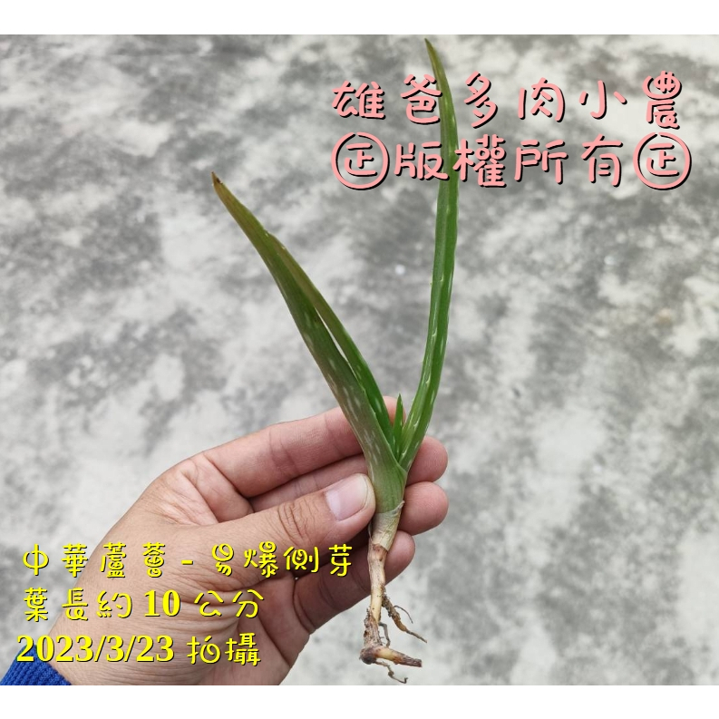 🐨雄爸多肉🐨 多肉植物 中華蘆薈 小苗 葉長約10公分