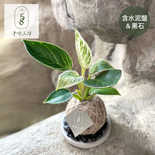 58手作工坊🌿 植感苔球 送託盤｜鉑金蔓綠絨｜苔球、觀葉植物 、室內植物、辦公室植物、交換禮物