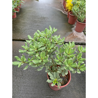 花花世界_灌木植物--斑葉海桐(有2組規格)--**花葉海桐**//高20-40CM/TC