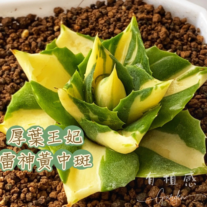 ↠有植感↞ ▮厚葉王妃雷神黃中斑▮ 龍舌蘭王妃雷神多肉  多肉植物 多肉 景天科 百合科 生石花 王妃雷神黃中斑