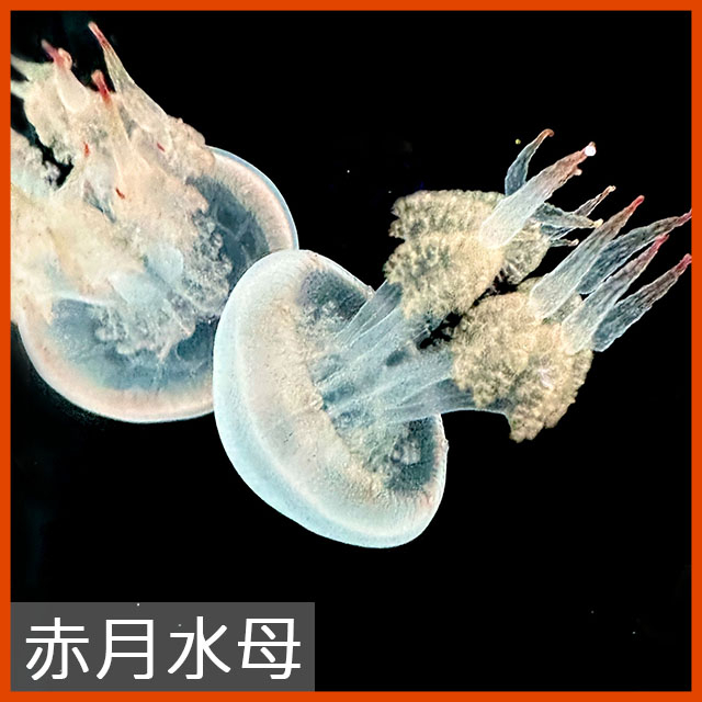 【藍海療癒】赤月水母—預約現場參觀水母模型養水母海月水母馬賽克水母豐年蝦海馬缸教學水母缸新手水母飼養教學海龜飼料