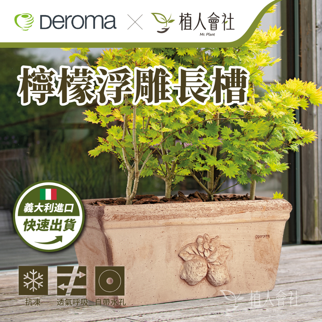 【植人會社】現貨- 限宅配 Deroma帝羅馬 義大利陶盆 Cassetta SICILIA 檸檬浮雕長槽 盆栽 園藝