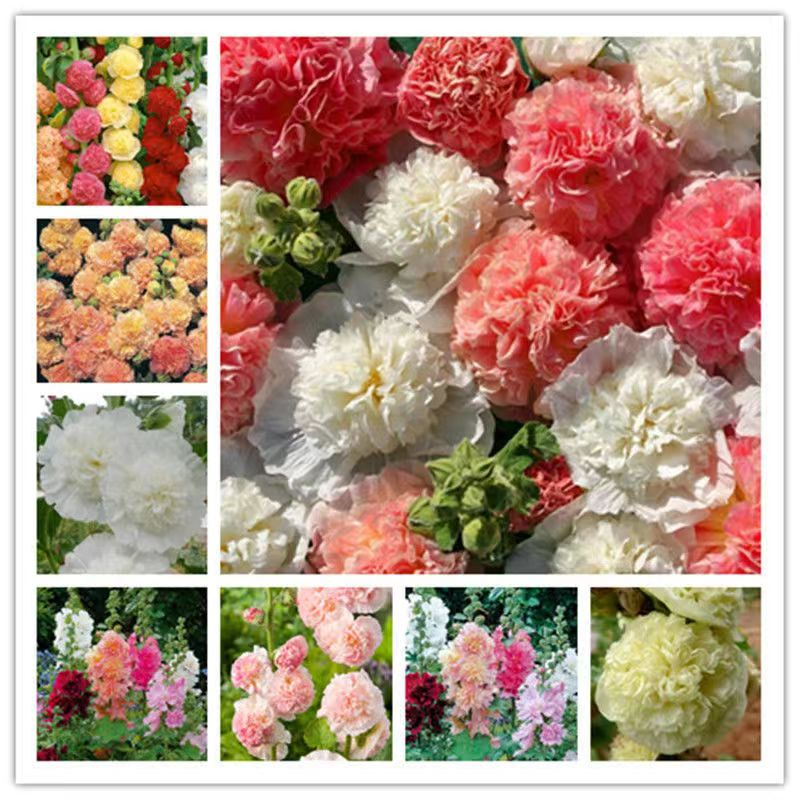 【蜀葵種子】多款多顏色 蜀葵種子 室內外庭院多年生四季易活花卉種子