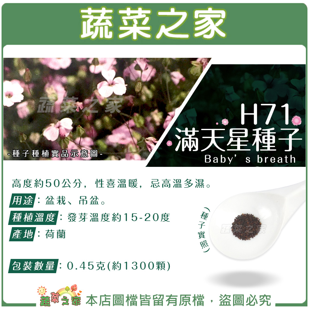 【蔬菜之家滿額免運】 H71.滿天星種子0.45克(約1300顆)(小花) 艷紅//用途：盆栽、吊盆。花卉 花類種子