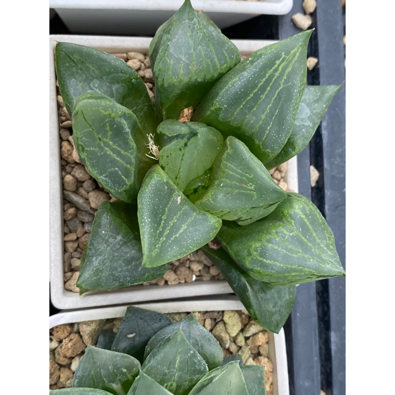 Haworthia  ハオルチア   十二卷 百合科 多肉植物 壽 ｜裏般若 （植株超過7公分）