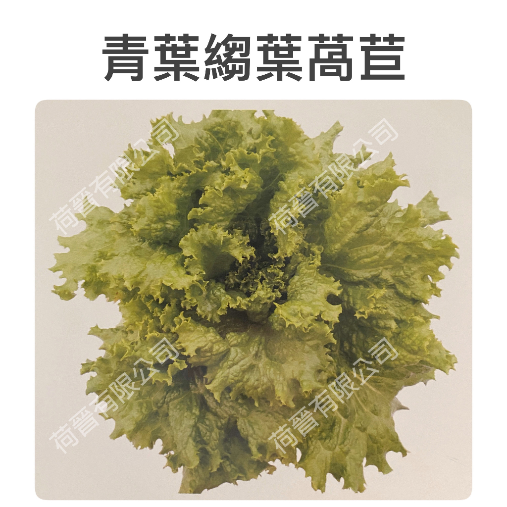 青葉縐葉萵苣種子1.8公克(約1500粒) 皺葉 萵苣種子