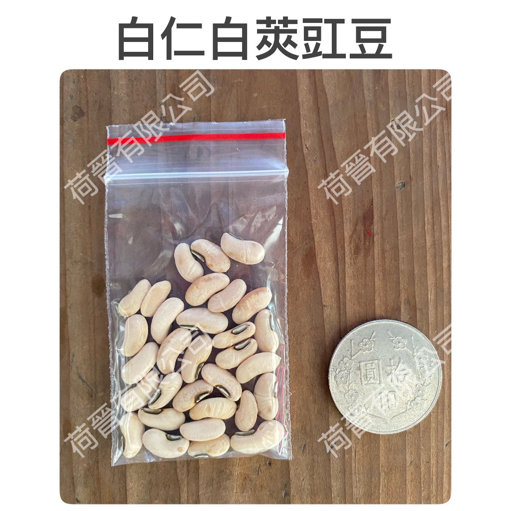 白仁白莢豇豆種子(約30粒) 長菜豆 長豇豆種子