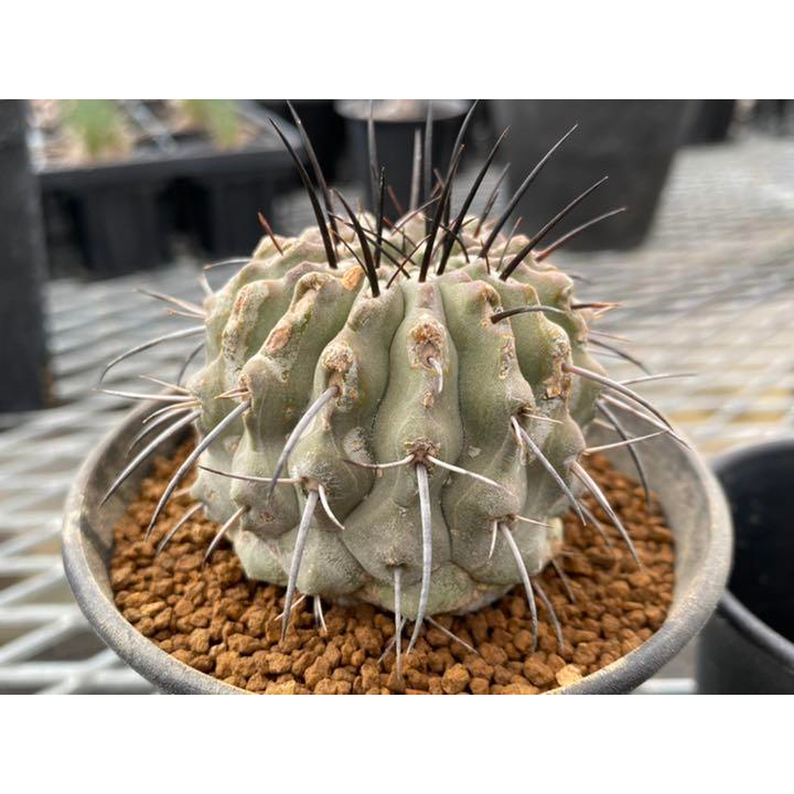 【大利叔叔】 黑士冠 Copiapoa dealbata 種子 稀有 龍爪球屬 仙人掌 夏型種 塊根 多肉植物