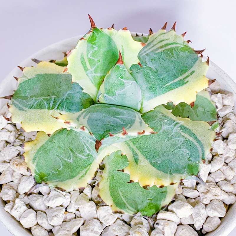 『Succulents』王妃甲蟹覆輪🦀