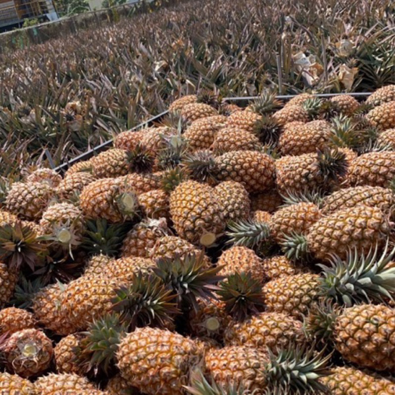 大樹金鑽鳳梨🍍自產自銷