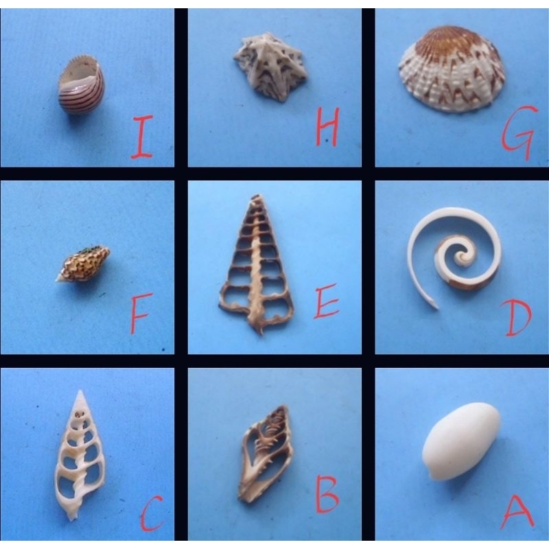 紜藝-手工藝材料-乾燥貝殼2-1