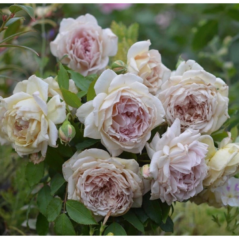 無刺 金色玫瑰長袍 紫色 蔓性 玫瑰花月季 植株盆栽