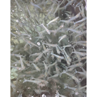 宜蘭純海水養殖 新鮮活凍白蝦 白蝦 海水 養殖 活凍