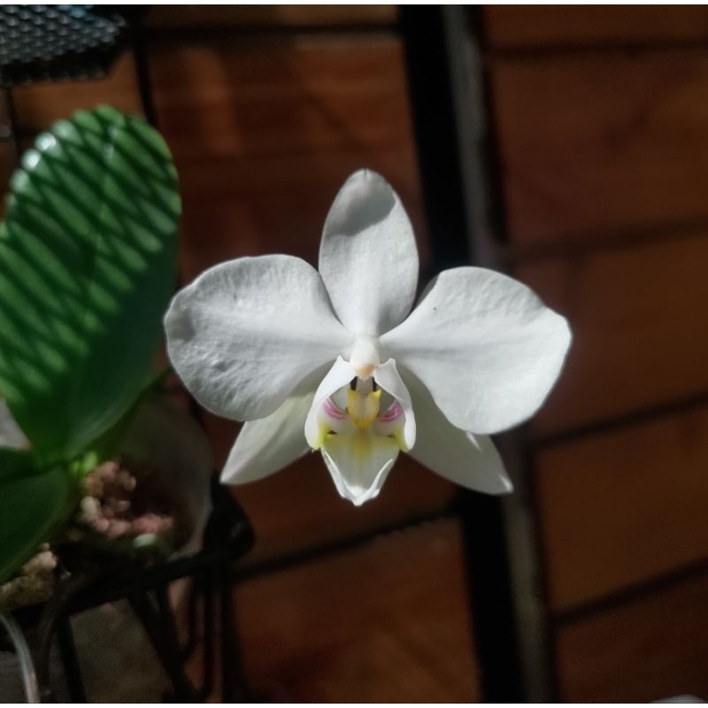 台灣阿婆Phal.aphrodite “大武” 大武阿婆 板植穩定成長中