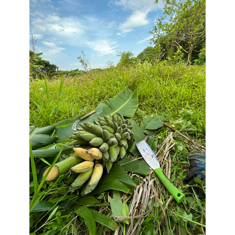 在欉黃芭蕉/在地小農友善種植喝山泉水長大的芭蕉/無農藥無化肥