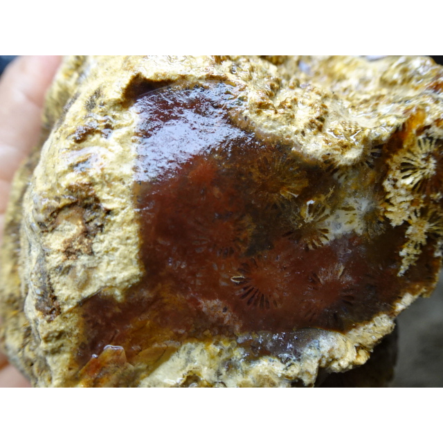 《藍金寶石玉石批發區》→〈原石系列〉→水洗料黃皮層明顯彩色菊花珊瑚玉髓原礦〈2250公克→B591