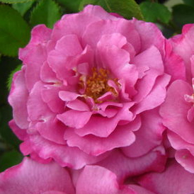 《驚藍》 🈶貨🌟強香🌟 🌹 玫瑰花盆栽苗 🌹 玫瑰苗 🌹 玫瑰花苗 🌹 玫瑰盆花 🌹玫瑰花🌹