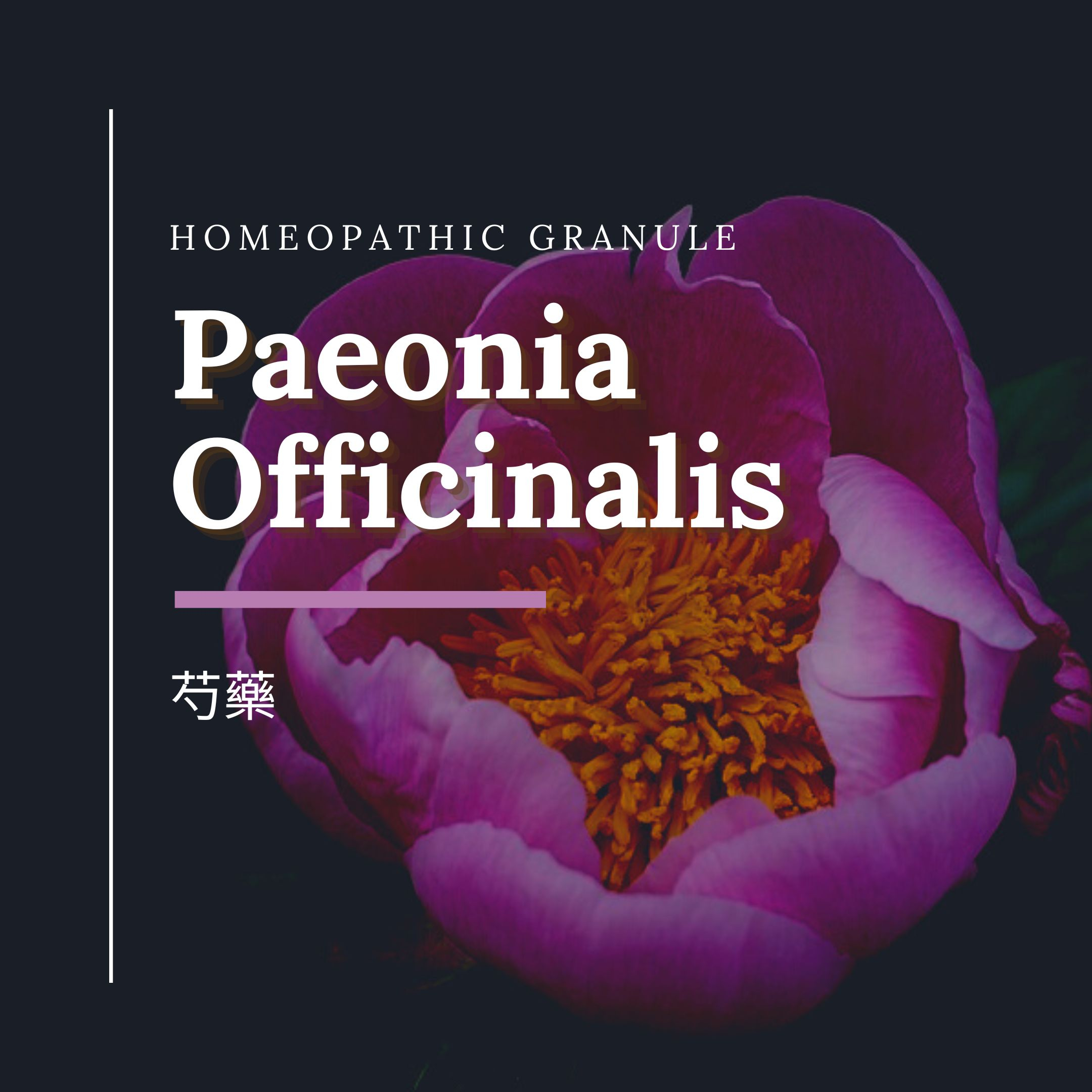 順勢糖球【芍藥●Paeonia Officinalis】Homeopathic Granule（菊花／有志／惡夢／肌膚）