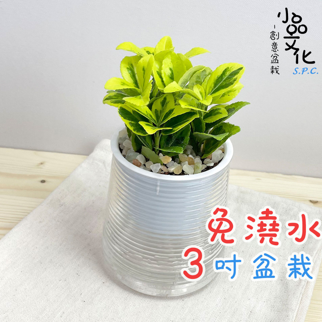 【小品文化】大葉柾木【現貨】3吋山形免澆水盆栽 室內植物 室內盆栽 懶人盆栽 水培植物 水培盆栽 室內盆栽